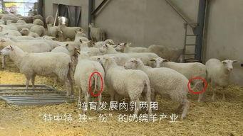 点羊视频在线观看,在线观看，畅享精彩瞬间